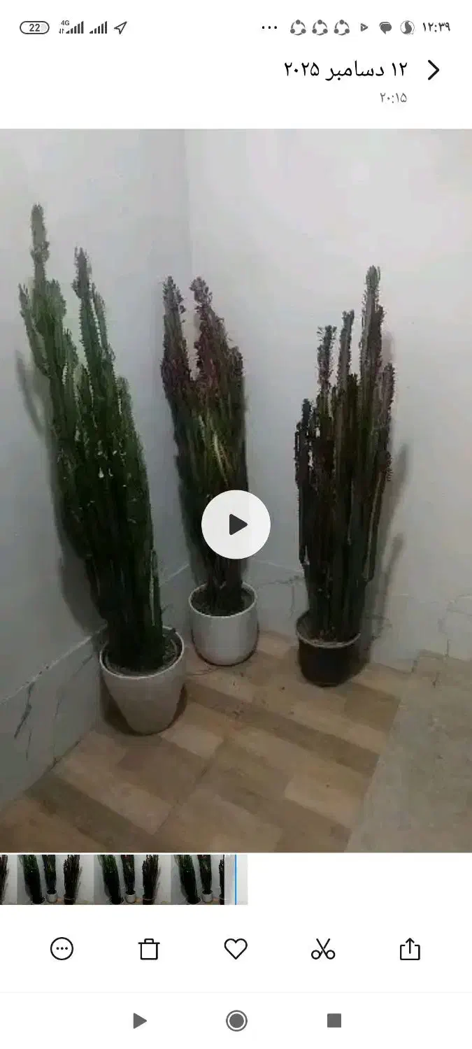 گل افوربیا|گل و گیاه طبیعی|صدرا-فارس, فاز ۱|دیوار