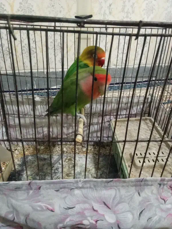 طوطی برزیلی|پرنده|نهاوند, |دیوار