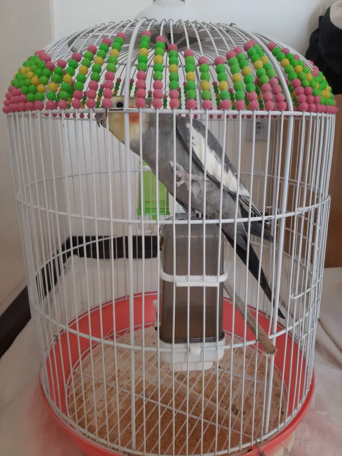 طوطی عروس هلندی|پرنده|محمدیه-قزوین, |دیوار