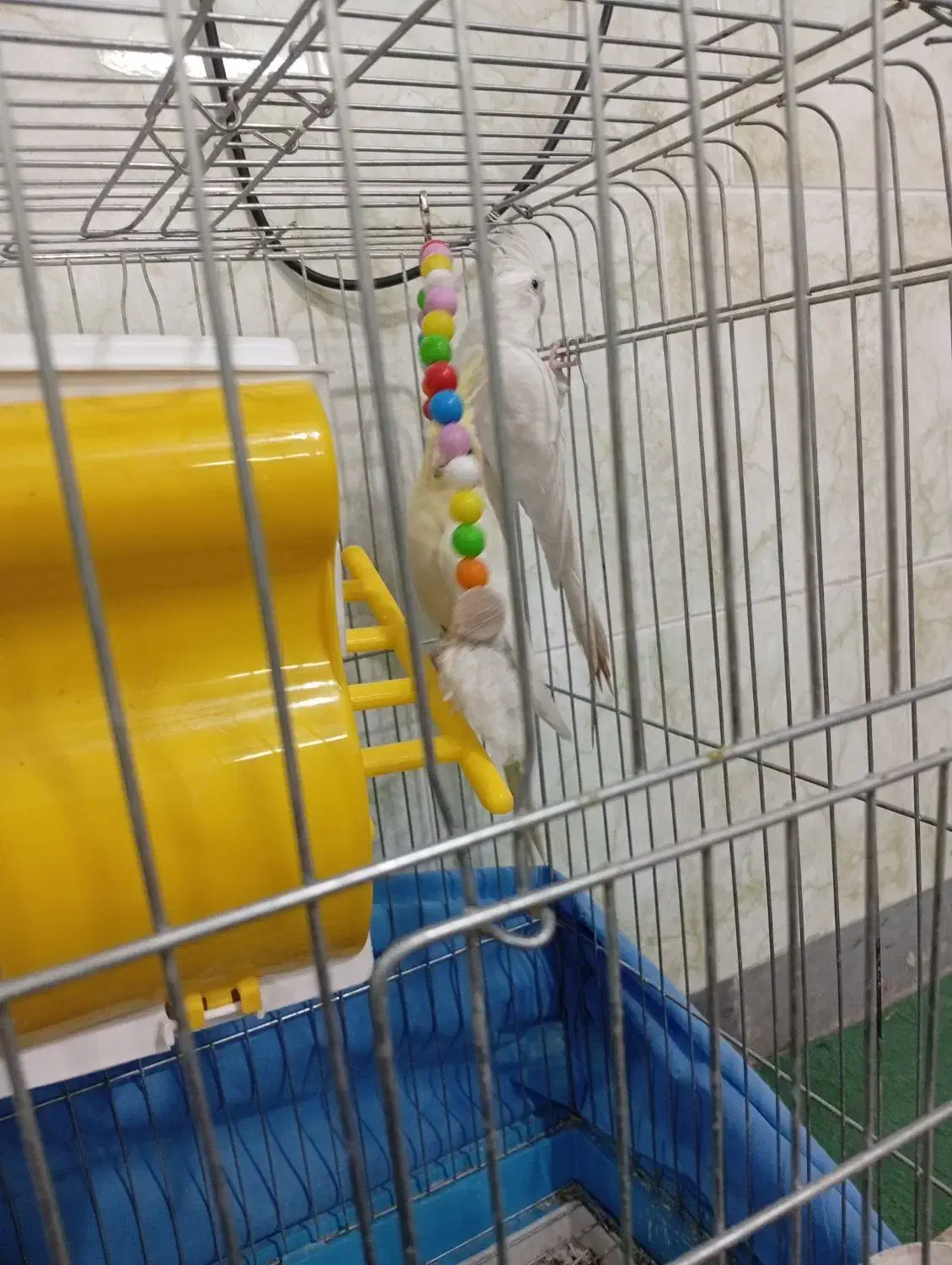 عروس هلندی|پرنده|شیراز, کوشک میدان|دیوار