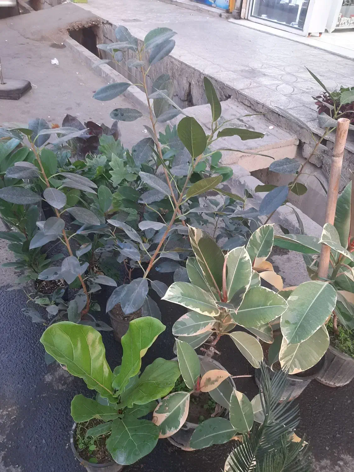 انواع گل آپارتمانی فقط و فقط ۱۰۰تومن|گل و گیاه طبیعی|نسیم‌شهر, |دیوار