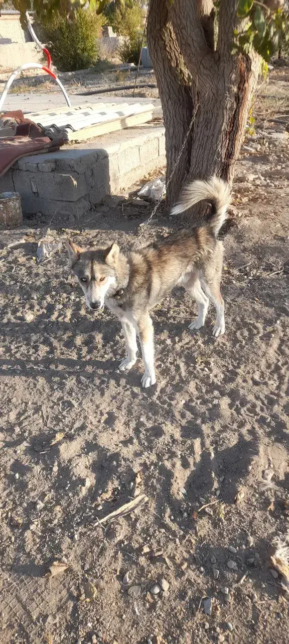 واگذاری|سگ|مشهد, شهید احمدی روشن|دیوار