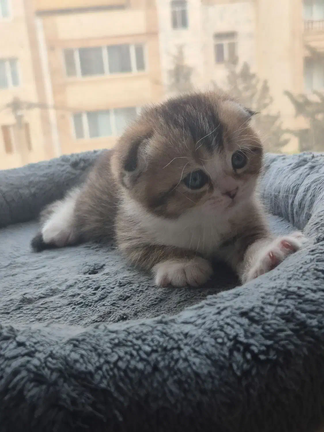 گربه اسکاتیش بریتیش|گربه|کرج, اتحاد|دیوار