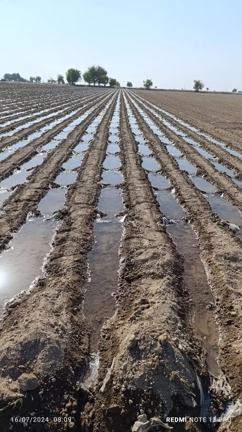 دسته کارگر گوشه بندی|خدمات باغبانی و درختکاری|دزفول, |دیوار