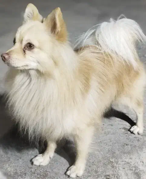 سگ پامر|سگ|میاندوآب, |دیوار