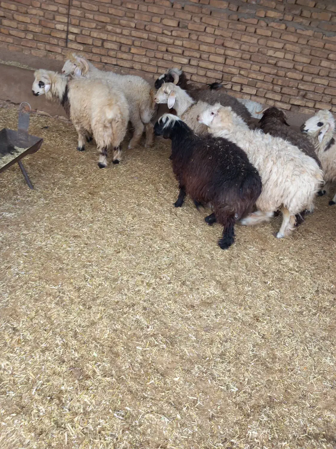 فروش ۸راس بره  نر|حیوانات مزرعه|پاسارگاد, |دیوار