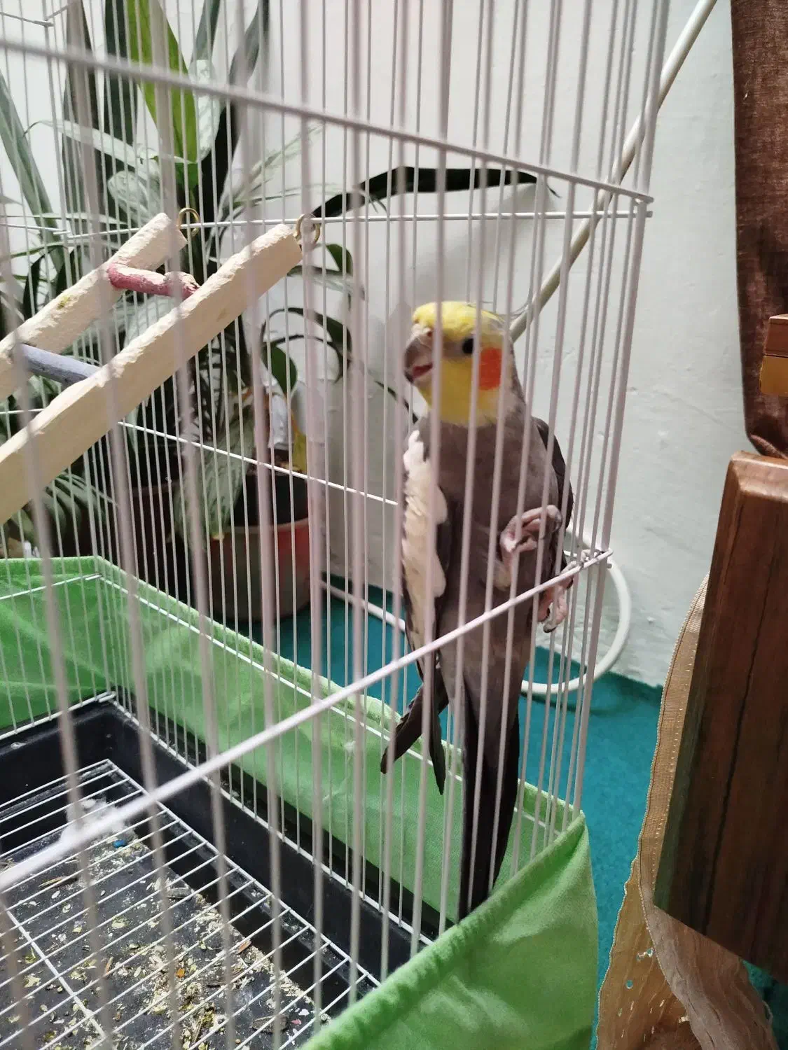 عروس هلندی|پرنده|کرمانشاه, |دیوار