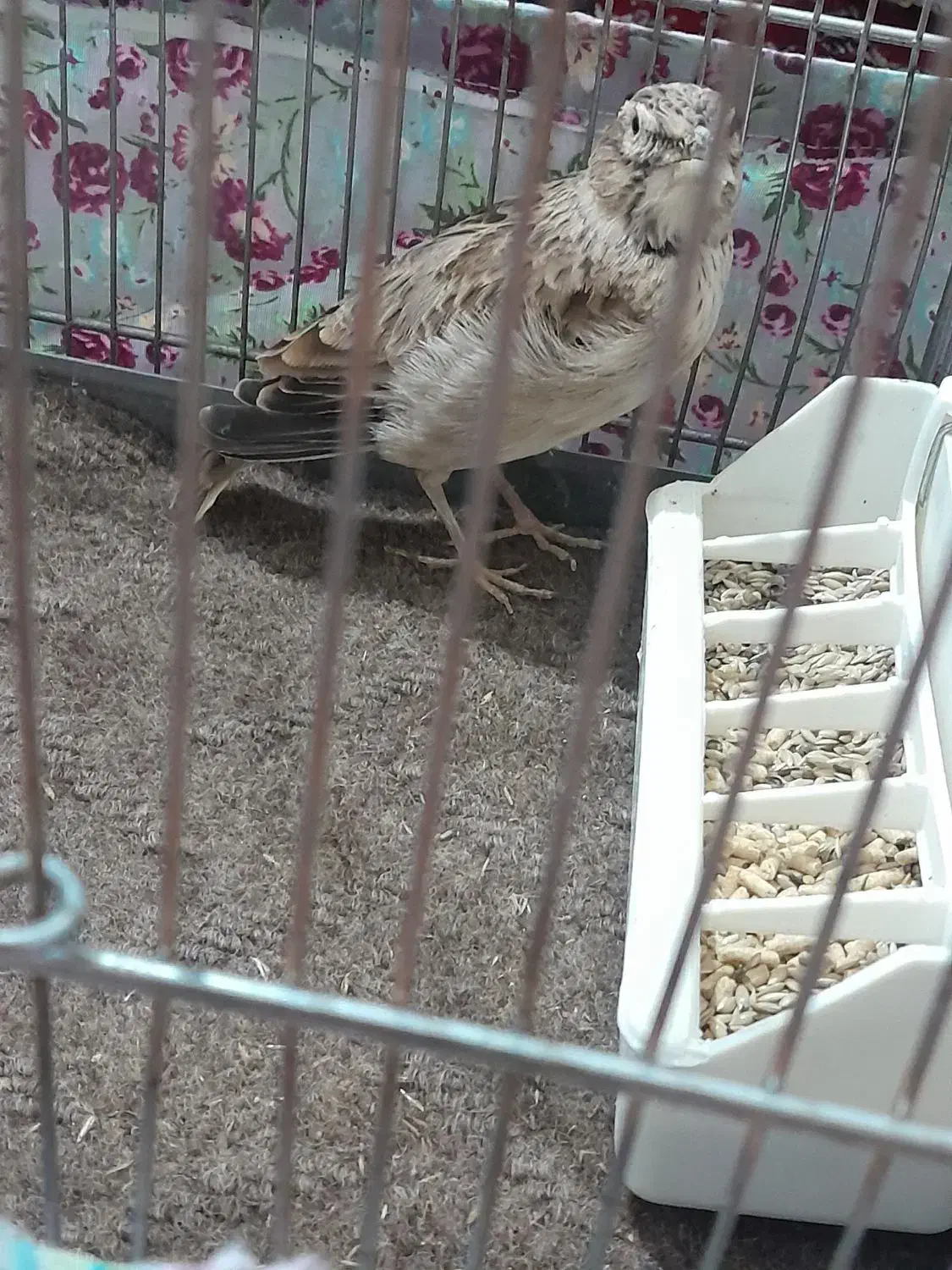 سهره نر|پرنده|تبریز, |دیوار