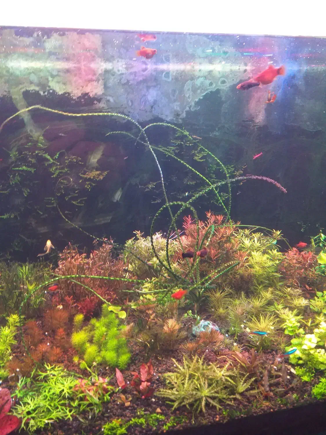 فروش گیاه اکواریومی|ماهی|ملایر, |دیوار