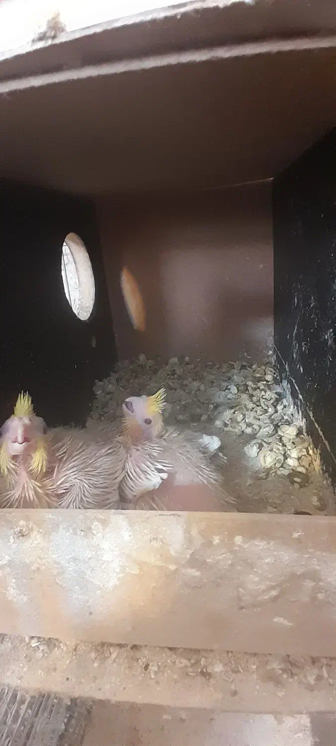 جوجه عروس|پرنده|کاشان, فاز ۲ ناجی آباد|دیوار