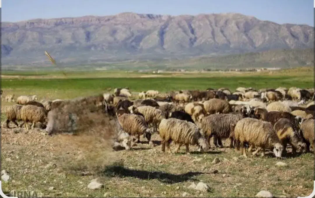 تعدادی میش وبزترکی سالم وجوان|حیوانات مزرعه|کازرون, |دیوار