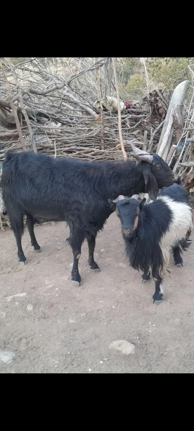 پازن و بز برای داشت|حیوانات مزرعه|دیشموک, |دیوار