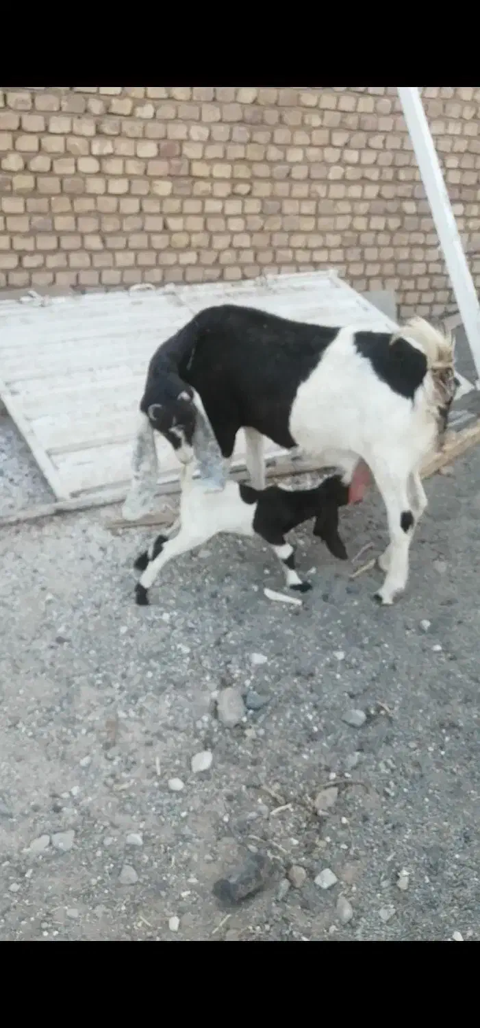 بز پاکستانی|حیوانات مزرعه|بردسکن, |دیوار