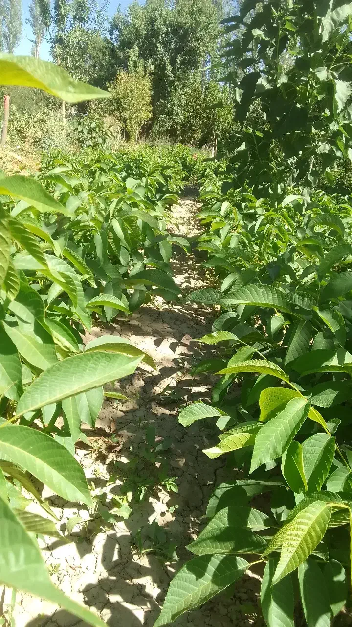 نهال گردو مخصوص پایه|خدمات باغبانی و درختکاری|گلپایگان, |دیوار