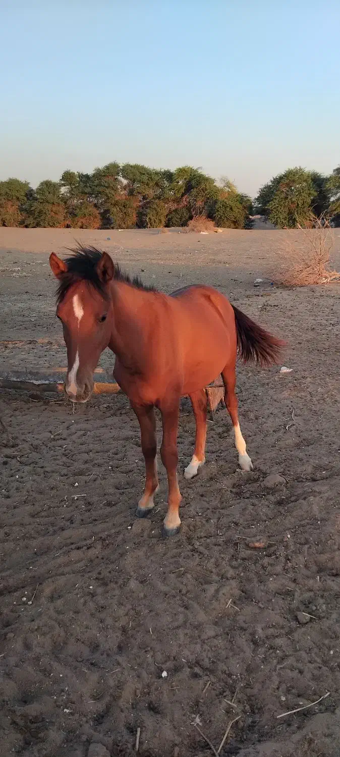 اسب نر|اسب و تجهیزات اسب‌سواری|دشت آزادگان, |دیوار