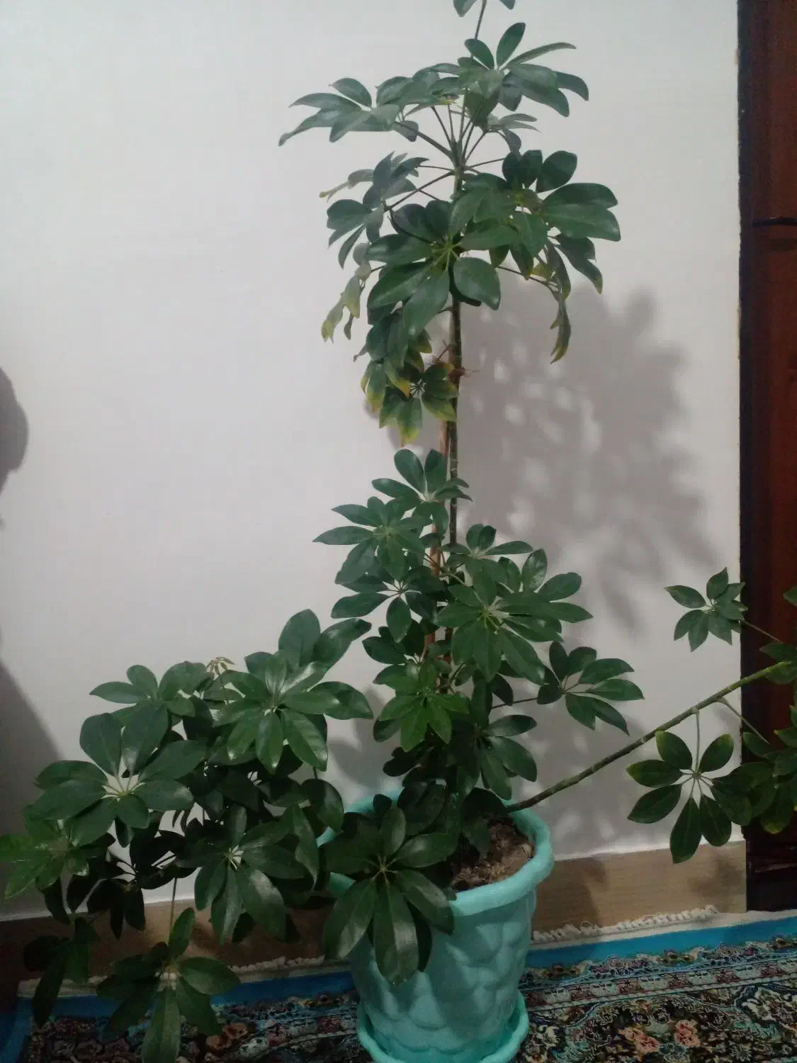 گل طبیعی|گل و گیاه طبیعی|صومای برادوست, |دیوار