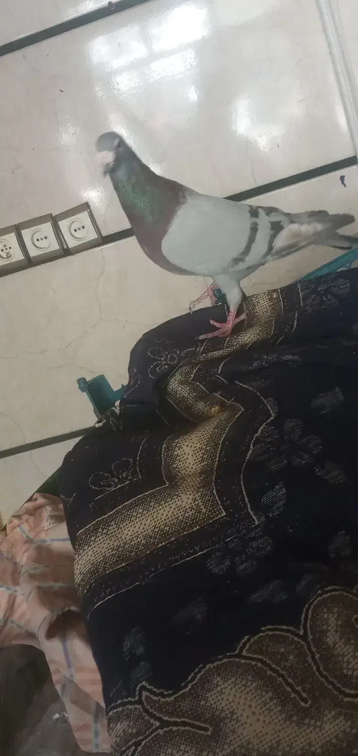 کفتر|پرنده|تاکستان, |دیوار