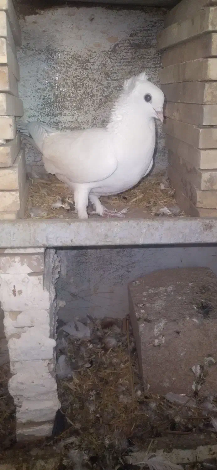 کبوتر گتوند|پرنده|گتوند, |دیوار