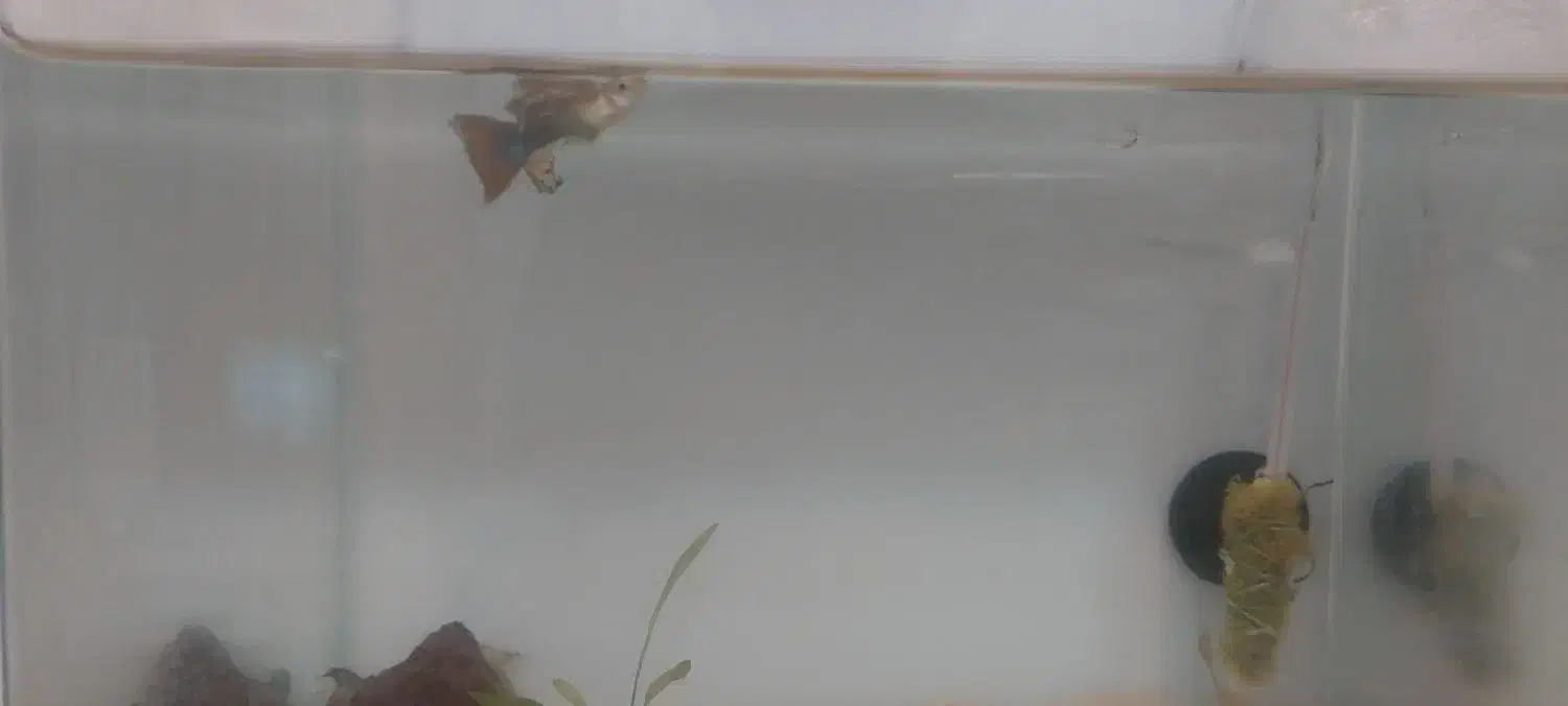 ماهی و اکواریم شیشه خم|ماهی|زاهدان, |دیوار