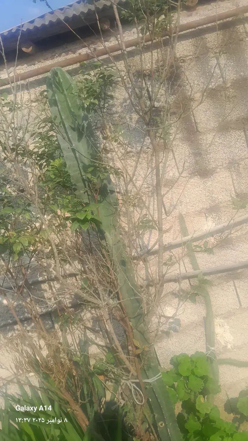 گل کاکتوس|گل و گیاه طبیعی|گوراب زرمیخ, |دیوار