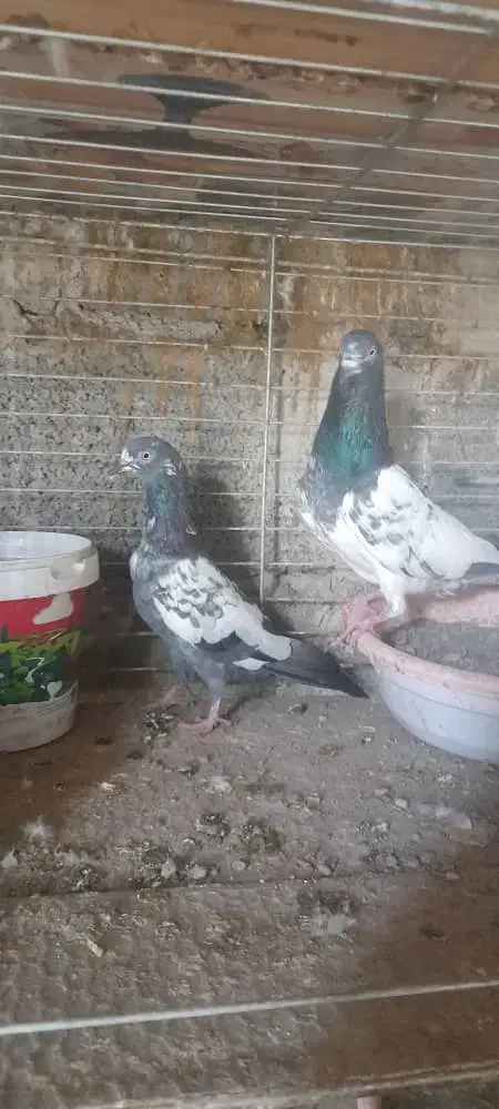 کفتر پاکستانی|پرنده|ایرانشهر, |دیوار