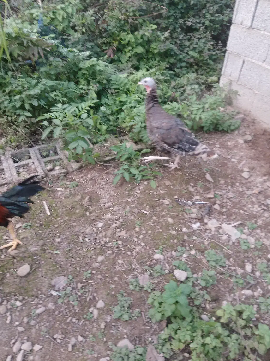 بوقلمون و اردک اسرائیلی نر|حیوانات مزرعه|رشت, حومه رشت|دیوار