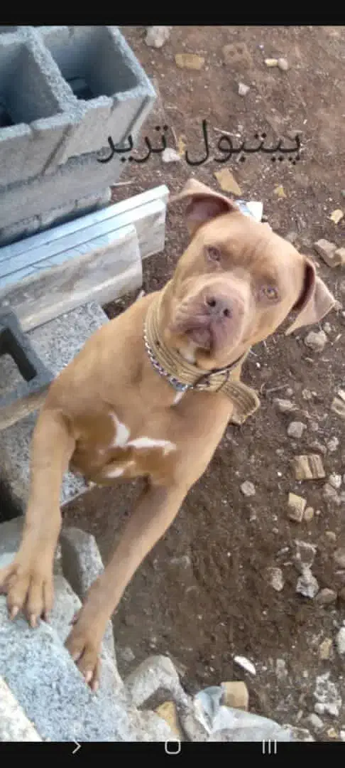 سگ پیتبول|سگ|امیدیه, |دیوار