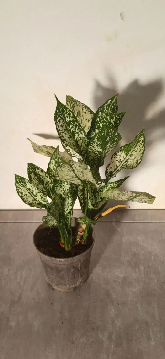 فروش انواع گل و گیاه آپارتمانی|گل و گیاه طبیعی|خاش, |دیوار