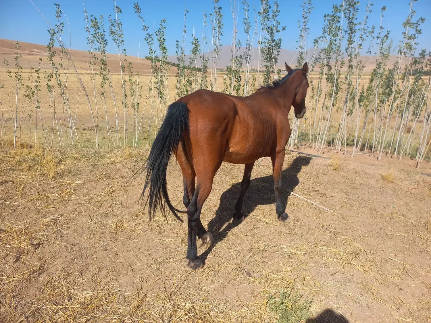 مادیون|اسب و تجهیزات اسب‌سواری|خرم‌آباد, |دیوار