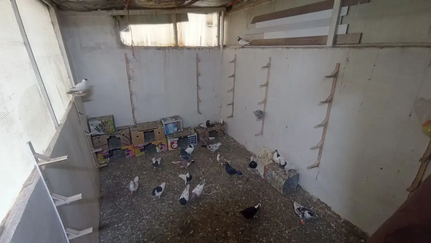 کفتر|پرنده|چناران, |دیوار