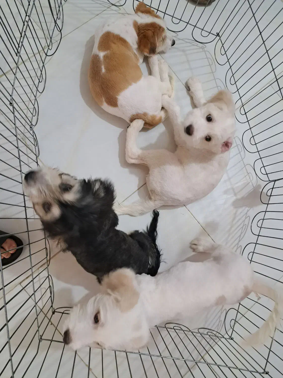 فروش سگ شیتزو تریر|سگ|بابلسر, |دیوار