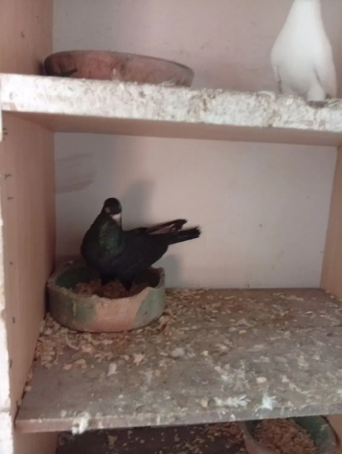 کبوتر زاغ نر|پرنده|رشت, کوی حسینی|دیوار