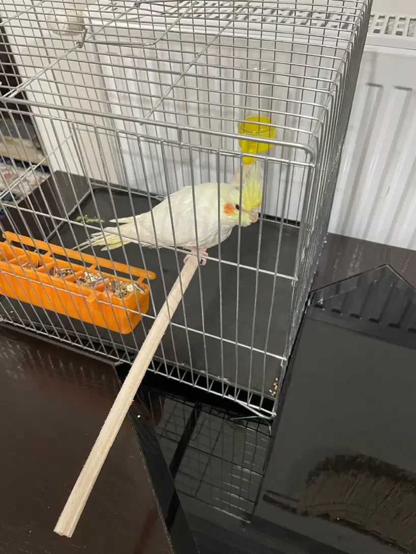 طوطی عروس|پرنده|قائم‌شهر, |دیوار