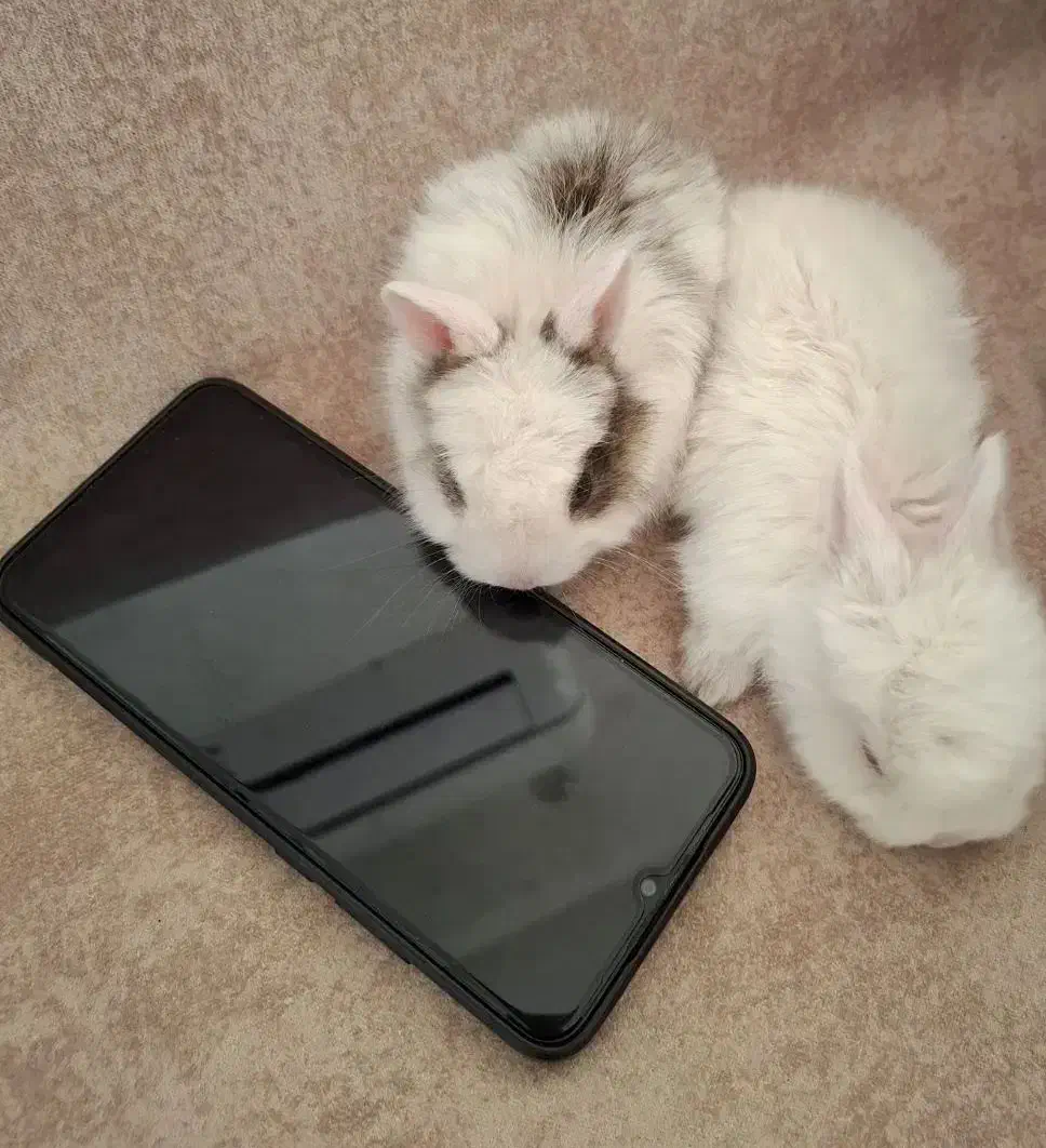 خرگوش|موش و خرگوش|قیدار, |دیوار