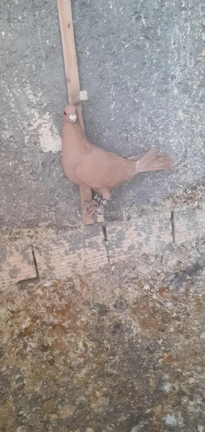 ماده زرد کرمانی|پرنده|قائن, |دیوار