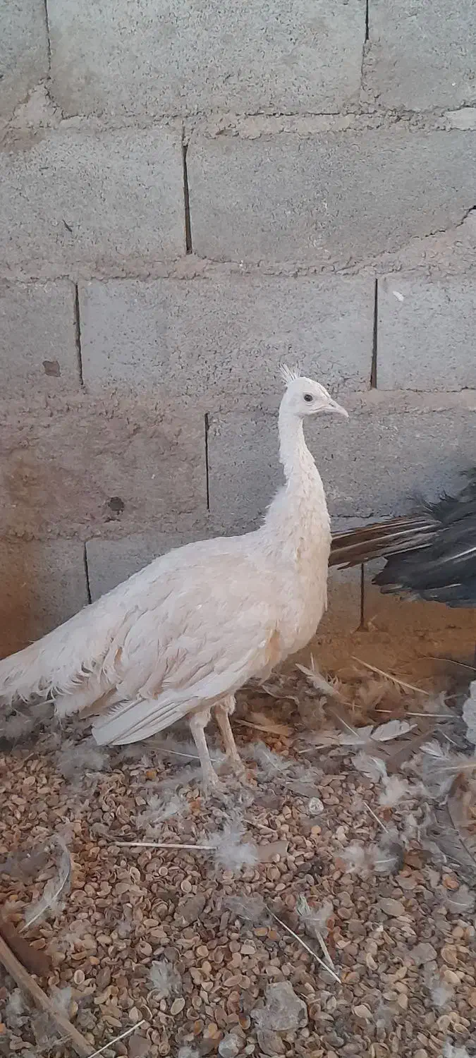 فروش طاووس ماده مصری وسفید|حیوانات مزرعه|کرمان, |دیوار