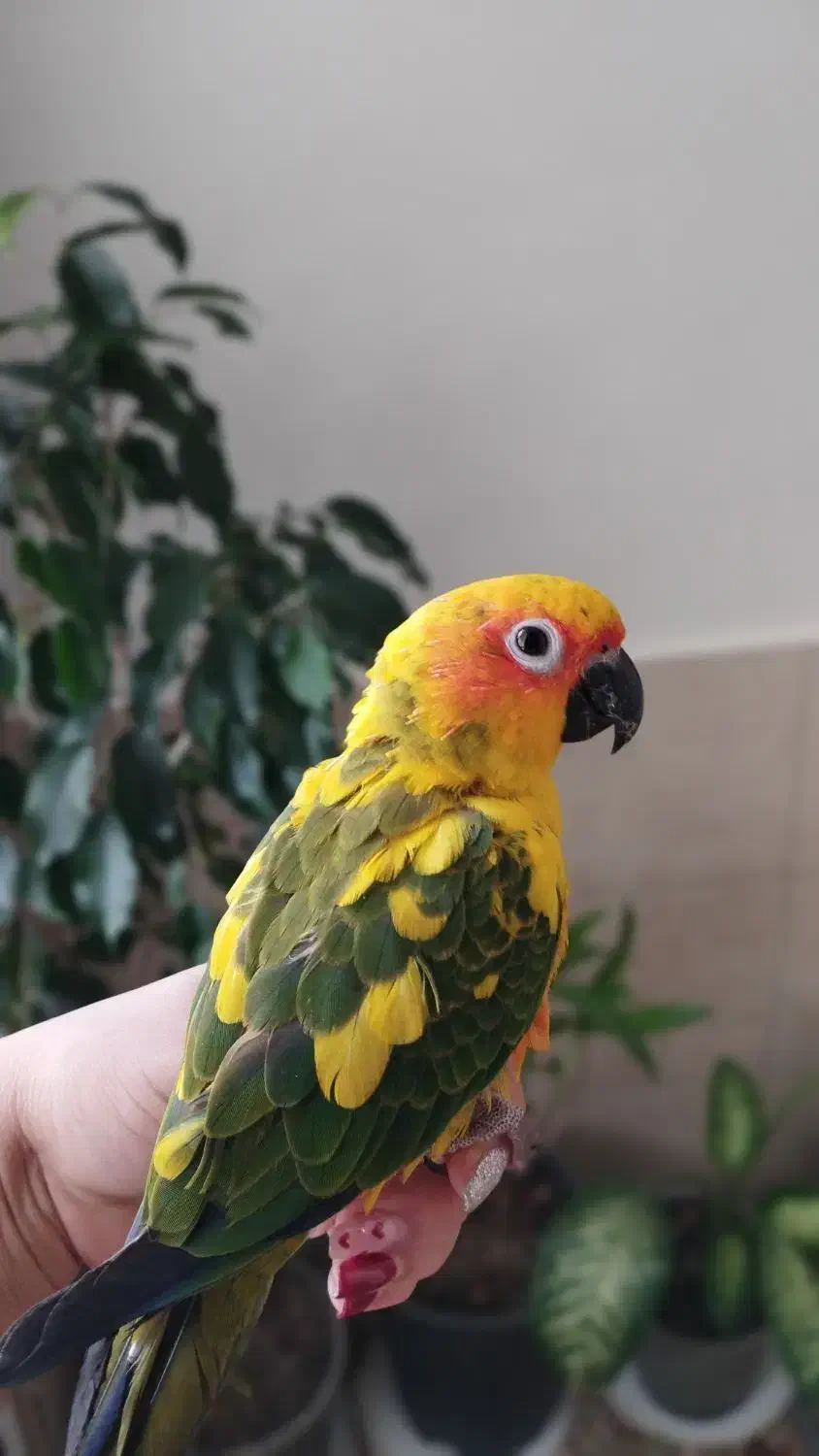 طوطی خورشیدی دستی|پرنده|رباط‌کریم, رباط‌کریم|دیوار