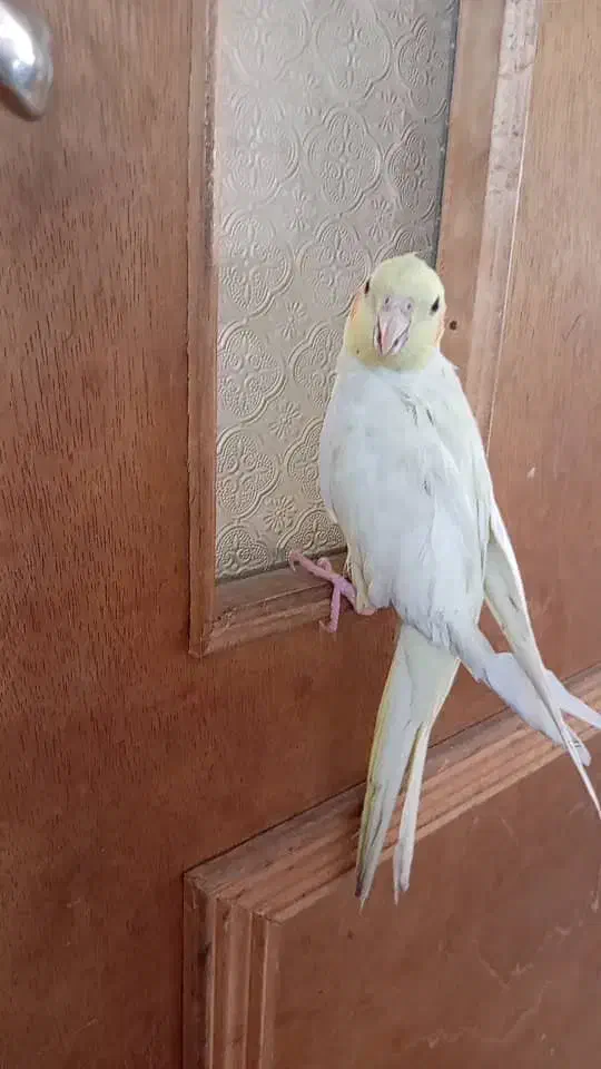 عروس هلندی لوتینو|پرنده|زرند, |دیوار