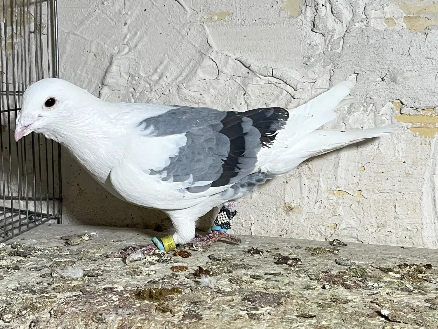 کبوتر پرنده المانی یکت کبود|پرنده|محمدیه-قزوین, |دیوار