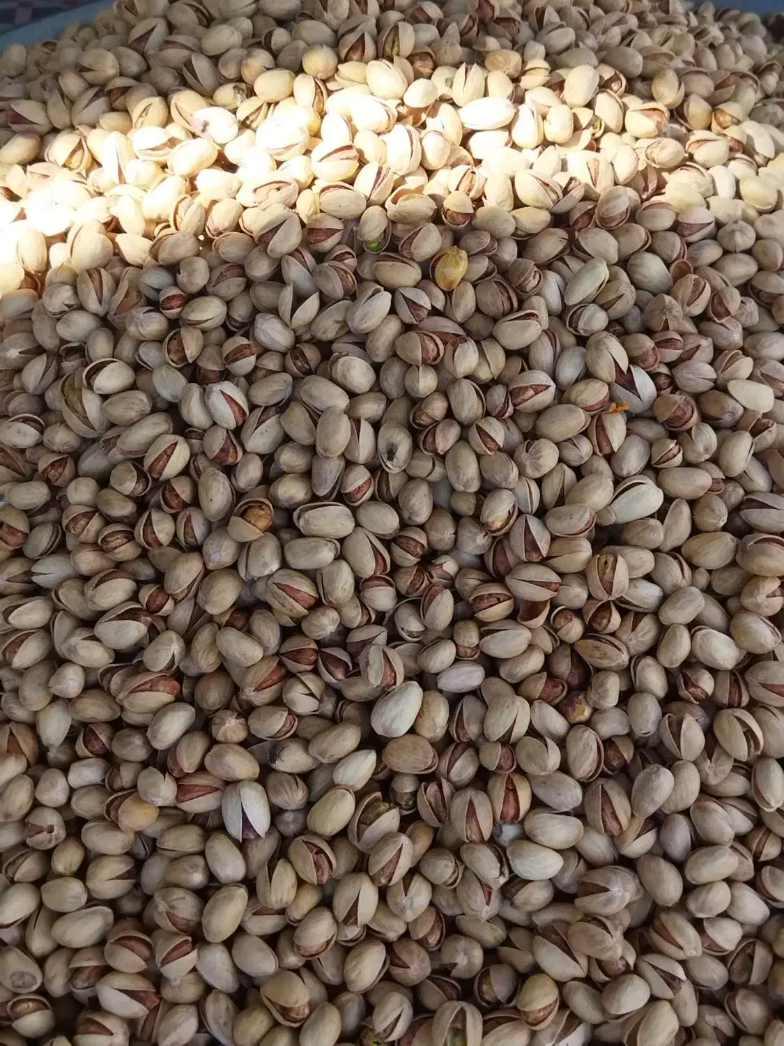 فندق و پسته زعفران تخفیف ولادت بی بی دوعالم مهرگان|خوردنی و آشامیدنی|قزوین, |دیوار