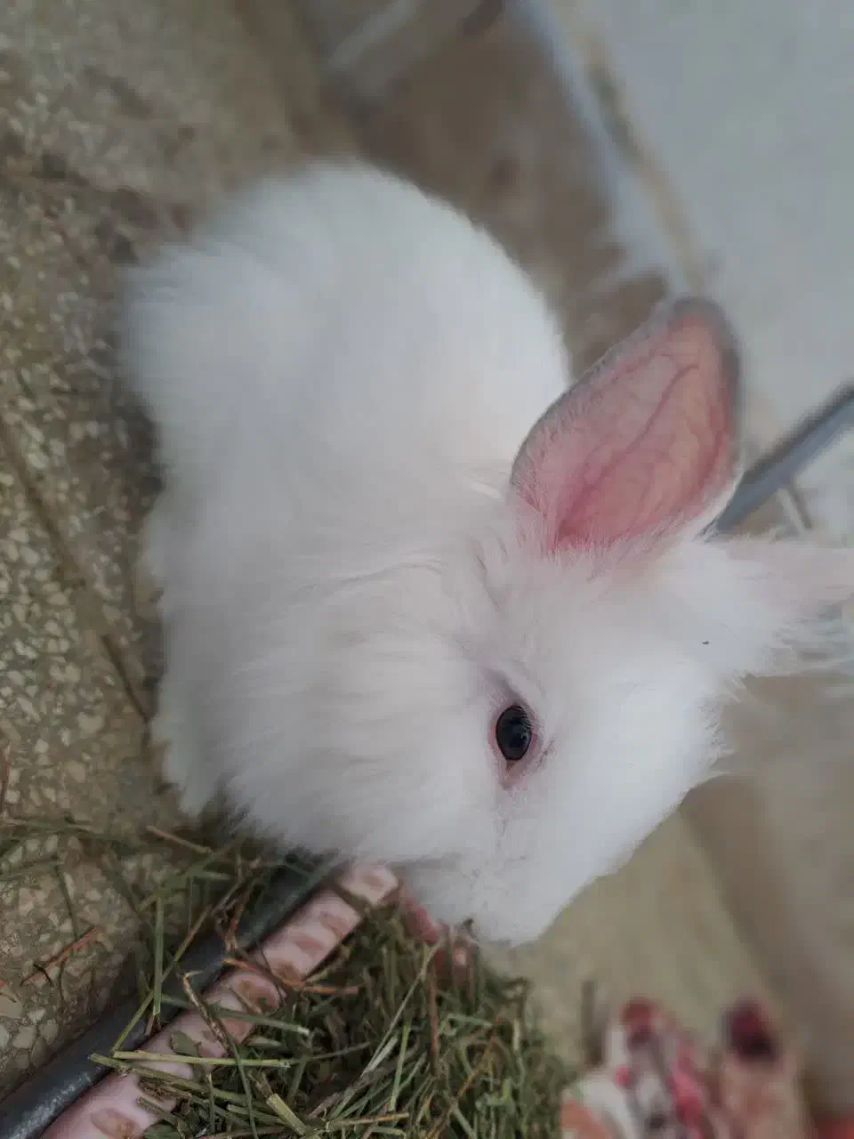 از صد تا پونصد انواع خرگوش نر و ماده|موش و خرگوش|قم, جهان بینی|دیوار