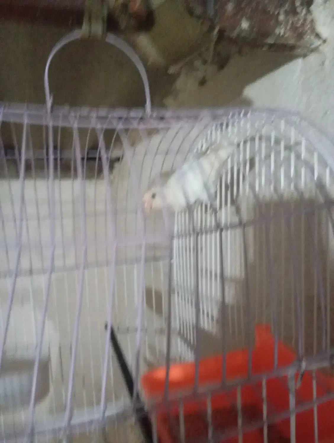 کوتوله ماده|پرنده|چابهار, |دیوار