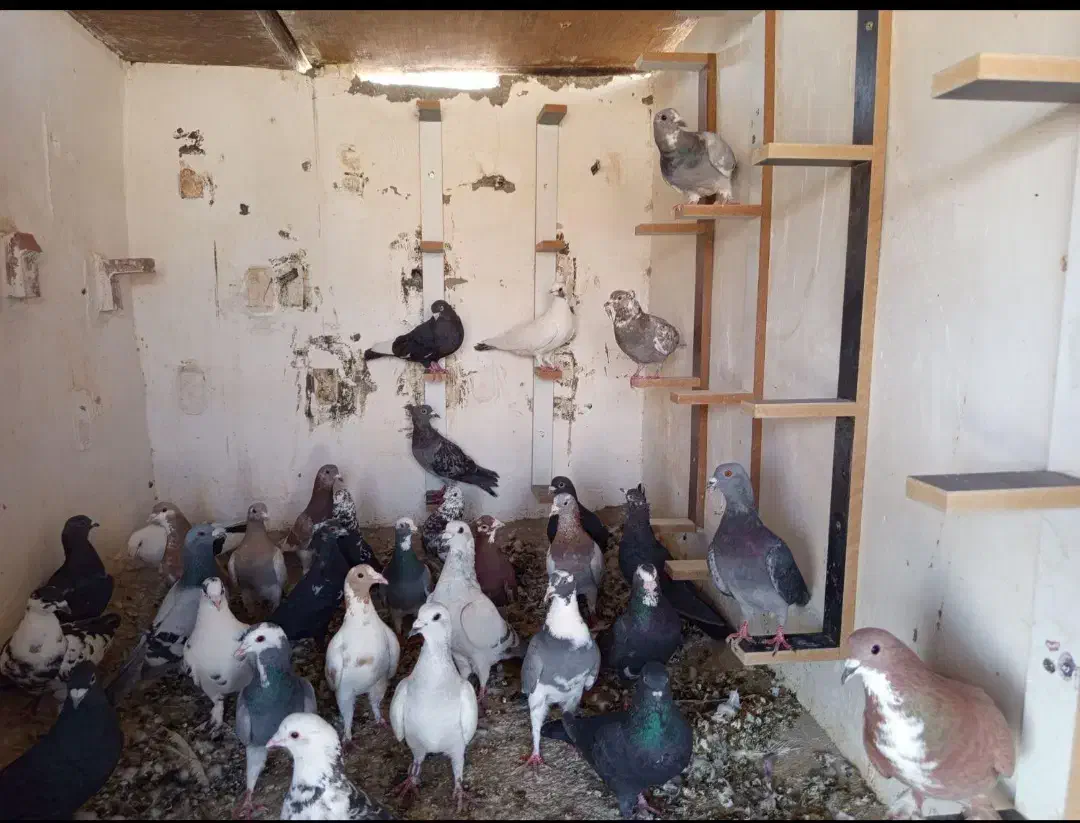 نر سوراخ|پرنده|بردسیر, |دیوار