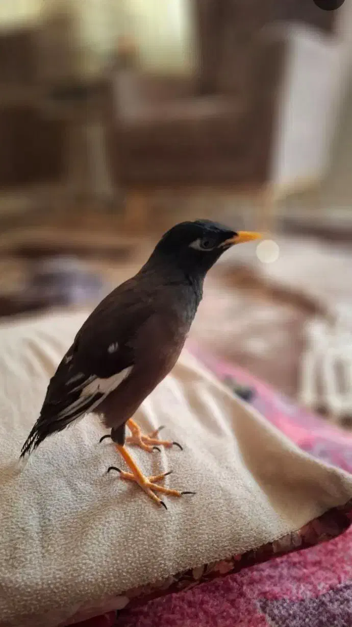 مرغ مینا سخنگو سرحال وسالم|پرنده|ایلام, |دیوار