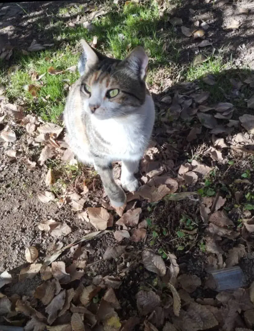 گربه گمشده|حیوانات|رفسنجان, |دیوار