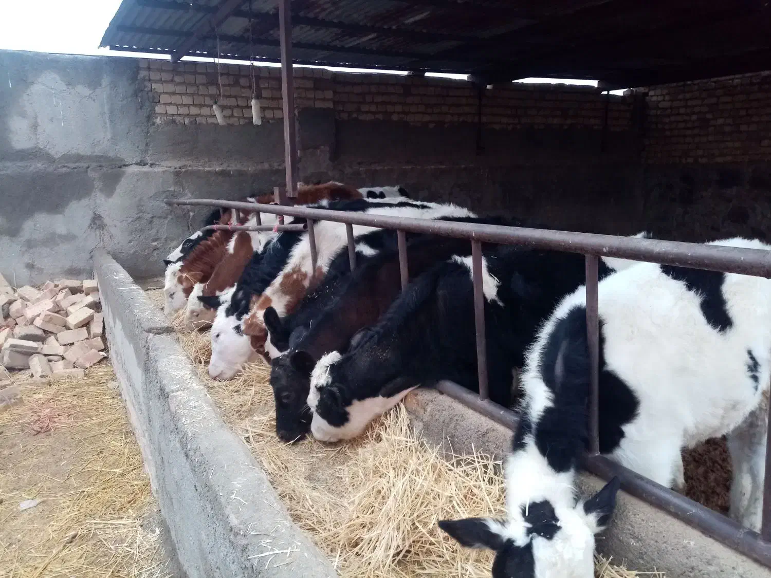 گوساله ماده سیمینتال|حیوانات مزرعه|جعفرآباد, |دیوار