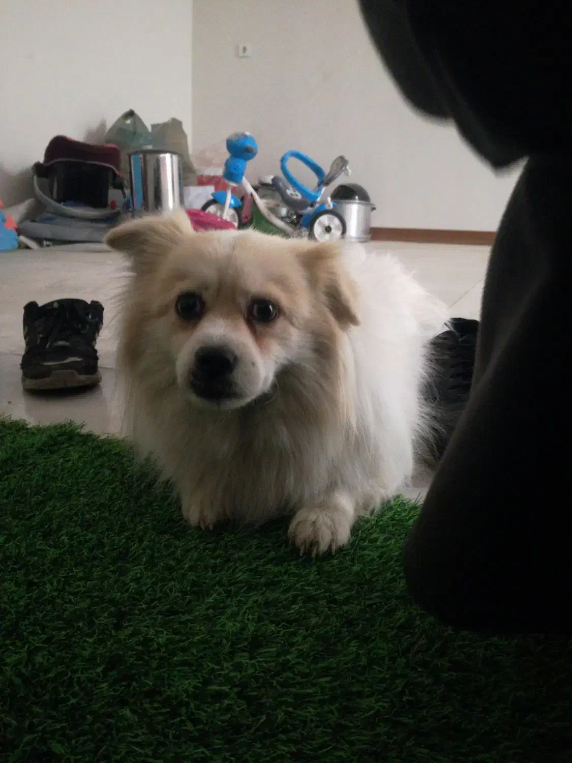 سگ آپارتمان|سگ|پاکدشت, پاکدشت (مامازند)|دیوار