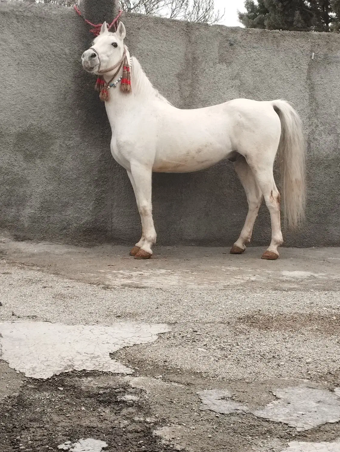 اسب نریان|اسب و تجهیزات اسب‌سواری|کرمانشاه, |دیوار