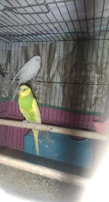 ۲ تا مرغ عشق نروماده|پرنده|محمدشهر, محمدشهر|دیوار