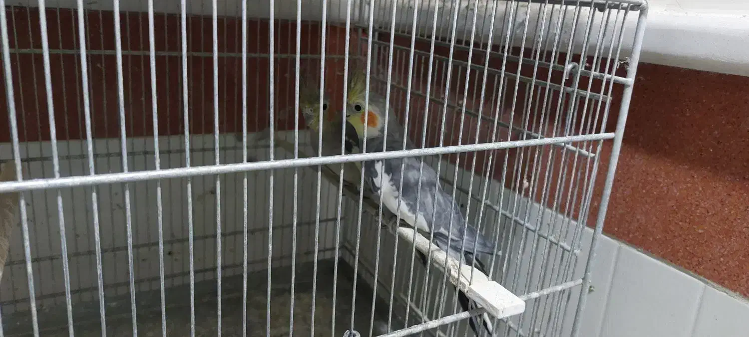 عروس بالغ|پرنده|قزوین, |دیوار